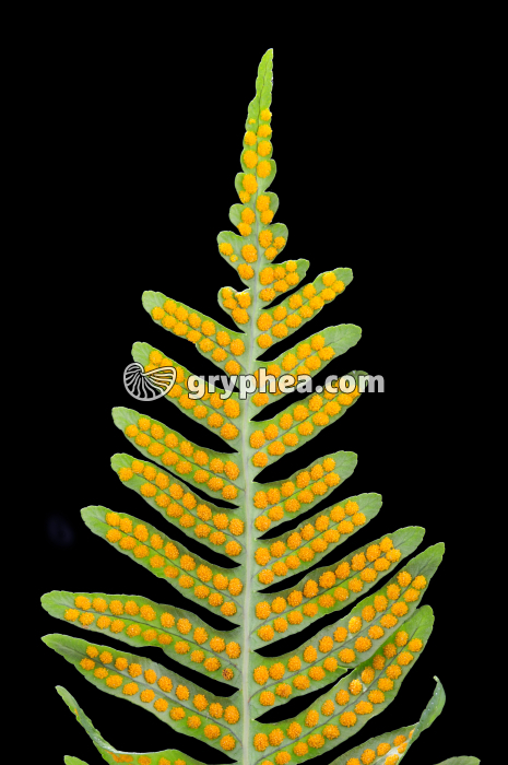 Feuille de Polypode (fougère) avec sores et sporanges à maturité - gryphea.com